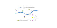 α1-4 galactobiose grafted...