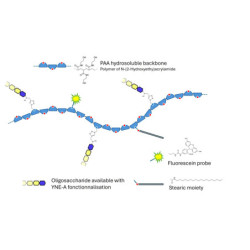 3'-Sialyllactose (3'-SL) / GM3 Ganglioside oligosaccharide grafted on polyacrylamide (PAA) with fluorescein and stearic chain