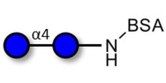 Maltose DP2 grafted on BSA