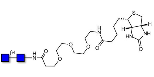 Chitinbiose DP2 linked to biotin (Linker-BT G) - Chitin oligosaccharides DP2 ; N,N′-Diacetylchitobiose ; Di-N-acetylchitobiose