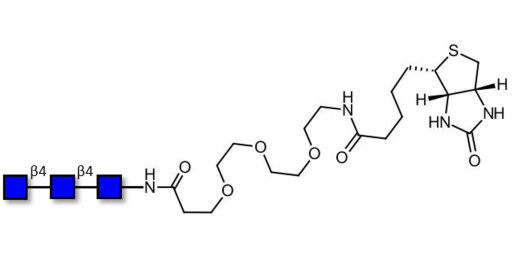 Chitintriose DP3 linked to biotin (Linker-BT G) - Chitin oligosaccharides DP3 ; N,N',N''-Triacetylchitotriose ; Tri-N-acetylchitotriose