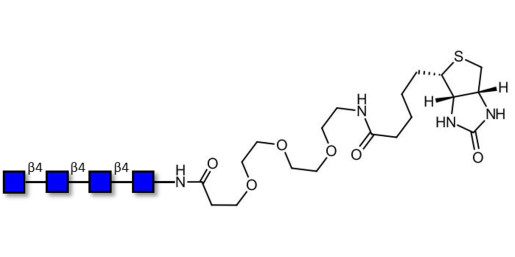 Chitintetraose DP4 linked to biotin (Linker-BT G) - Chitin oligosaccharides DP4 ; N,N',N'',N'''-Tetraacetylchitotetraose ; Tetra-N-acetylchitotetraose
