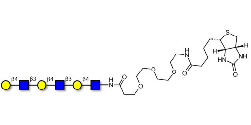 Tri-N-Acetyl-D-Lactosamine linked to biotin (Linker-BT G) - TriLacNAc ;Tri-(2-Acetamido-2-deoxy-4-O-β-D-galactopyranosyl-D-glucopyranose) ; Tri-(N-Acetyl-4-O-(β-D-galactopyranosyl)-D-glucosamine)