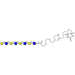 Tetra-N-Acetyl-D-Lactosamine linked to biotin (Linker-BT G)