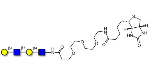 Di-N-Acetyl-D-Lactosamine linked to biotin (Linker-BT G) - DiLacNAc; Di-(2-Acetamido-2-deoxy-4-O-β-D-galactopyranosyl-D-glucopyranose); Di-(N-Acetyl-4-O-(β-D-galactopyranosyl)-D-glucosamine)