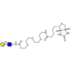 N-Acetyl-D-Lactosamine (LacNAc) type II linked to biotin (Linker-BT G)