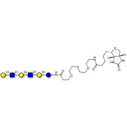 Para-Lacto-N-hexaose (Para-LNH) linked to biotin (Linker-BT G)