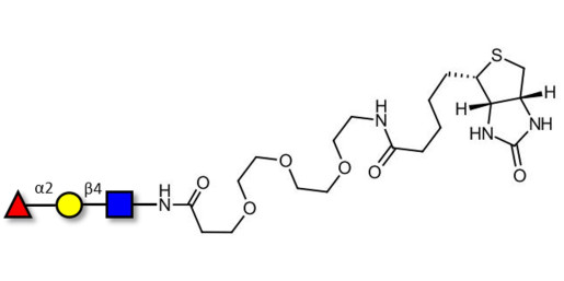Blood group H antigen triose type 2 linked to biotin (Linker-BT G) - H-Trisaccharide ; Blood group H trisaccharide type II ; 