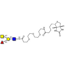 Blood group A antigen tetraose type 1 linked to biotin (Linker-BT G)