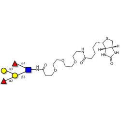 Blood group B Lewis b antigen pentaose type 1 linked to biotin (Linker-BT G)