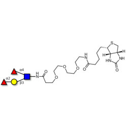 Lewis b (Leb) tetraose linked to biotin (Linker-BT G)