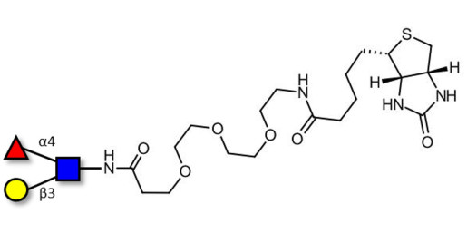 Lewis a (Lea) triose linked to biotin (Linker-BT G) - Lewis A trisaccharide