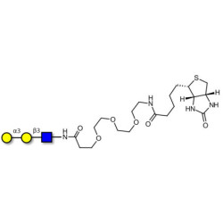 Xeno antigen type 1 / Blood group B antigen triose type 1 linear linked to biotin (Linker-BT G)