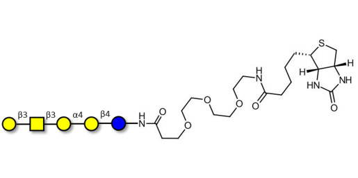 Globopentaose (Gb5) / Stage Specific Embryonic Antigen 3a (SSEA-3a) linked to biotin (Linker-BT G)