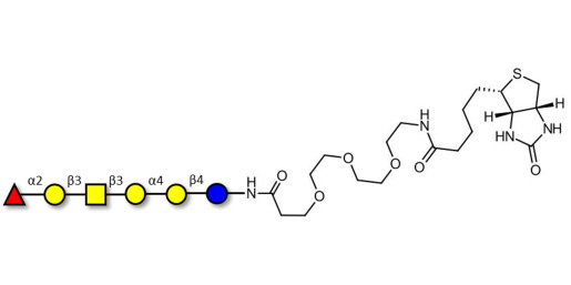 Globo-H hexaose / Stage Specific Embryonic Antigen 3b (SSEA-3b) linked to biotin (Linker-BT G) - Globo-H hexasaccharide
