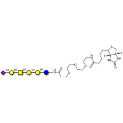 Stage-Specific Embryonic Antigen-4 hexaose (SSEA-4 hexaose) linked to biotin (Linker-BT G)