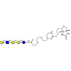 Globopentaose (Gb5) analogue type 1 linked to biotin (Linker-BT G)