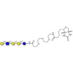 Globopentaose (Gb5) analogue type 2 linked to biotin (Linker-BT G)