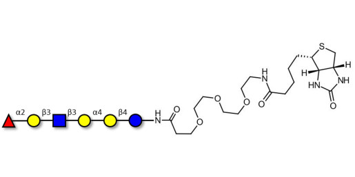 Globo-H analogue type 1 linked to biotin (Linker-BT G)