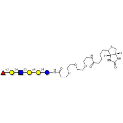 Globo-H analogue type 2 linked to biotin (Linker-BT G)