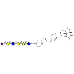 Stage-Specific Embryonic Antigen-4 (SSEA-4) hexaose analogue type 1 linked to biotin (Linker-BT G)