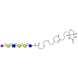 Stage-Specific Embryonic Antigen-4 (SSEA-4) hexaose analogue type 2 linked to biotin (Linker-BT G)