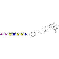 Sialylated Stage-Specific Embryonic Antigen-4 (SSEA-4) hexaose analogue type 1 linked to biotin (Linker-BT G)