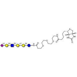 Sialylated isoglobopentaose (Sialylated iGb5) analogue type 2 linked to biotin (Linker-BT G)