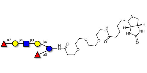 Lacto-N-neoDifucohexaose analogue linked to biotin (Linker-BT G)