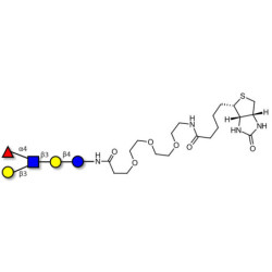 Lacto-N-fucopentaose II (LNFP II) linked to biotin (Linker-BT G)