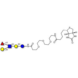 Lacto-N-fucopentaose III (LNFP III) linked to biotin (Linker-BT G)