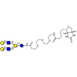 Lacto-N-neohexaose (LNnH) linked to biotin (Linker-BT G)