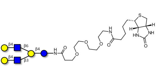Lacto-N-neohexaose (LNnH) linked to biotin (Linker-BT G)