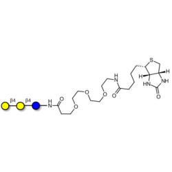 4'-Galactosyllactose (4'GL)  linked to biotin (Linker-BT G)