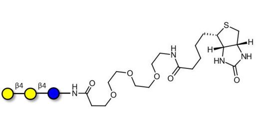 4'-Galactosyllactose (4'GL)  linked to biotin (Linker-BT G)