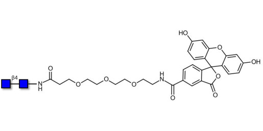Chitinbiose DP2 linked to fluorescein (Linker-FLUO B) - Chitin oligosaccharides DP2 ; N,N′-Diacetylchitobiose ; Di-N-acetylchitobiose
