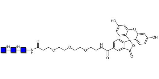 Chitintriose DP3 linked to fluorescein (Linker-FLUO B) - Chitin oligosaccharides DP3 ; N,N',N''-Triacetylchitotriose ; Tri-N-acetylchitotriose