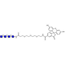 Chitintetraose DP4 linked to fluorescein (Linker-FLUO B)