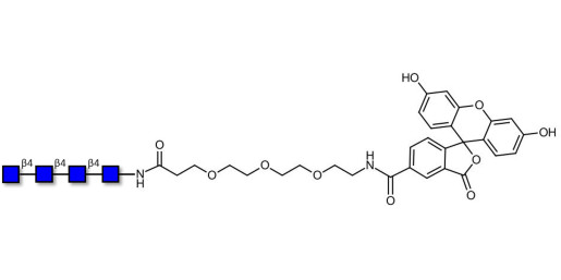 Chitintetraose DP4 linked to fluorescein (Linker-FLUO B) - Chitin oligosaccharides DP4 ; N,N',N'',N'''-Tetraacetylchitotetraose ; Tetra-N-acetylchitotetraose