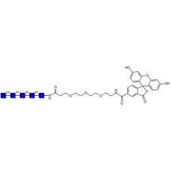 Chitinpentaose DP5 linked to fluorescein (Linker-FLUO B)