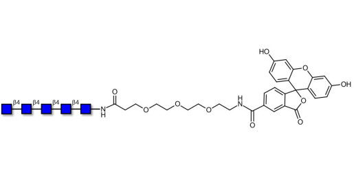 Chitinpentaose DP5 linked to fluorescein (Linker-FLUO B) - Chitin oligosaccharides DP5 ; N,N',N'',N''',N''''-Pentaacetylchitopentaose ; Penta-N-acetylchitopentaose
