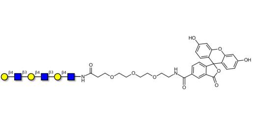 Tri-N-Acetyl-D-Lactosamine linked to fluorescein (Linker-FLUO B) - TriLacNAc ;Tri-(2-Acetamido-2-deoxy-4-O-β-D-galactopyranosyl-D-glucopyranose) ; Tri-(N-Acetyl-4-O-(β-D-galactopyranosyl)-D-glucosamine)