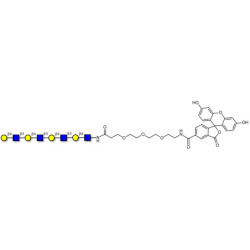 Tetra-N-Acetyl-D-Lactosamine linked to fluorescein (Linker-FLUO B)