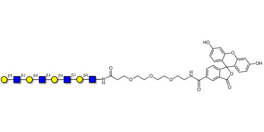 Tetra-N-Acetyl-D-Lactosamine linked to fluorescein (Linker-FLUO B) - TetraLacNAc; Tetra-(2-Acetamido-2-deoxy-4-O-β-D-galactopyranosyl-D-glucopyranose); Tetra-(N-Acetyl-4-O-(β-D-galactopyranosyl)-D-glucosamine)