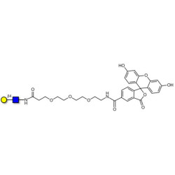 N-Acetyl-D-Lactosamine (LacNAc) type II linked to fluorescein (Linker-FLUO B)