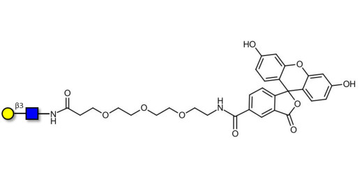 Lacto-N-Biose / N-Acetyl-D-Lactosamine (LacNAc) type I linked to fluorescein (Linker-FLUO B) - 2-Acetamido-2-deoxy-3-O-(β-D-galactopyranosyl)-D-glucopyranose