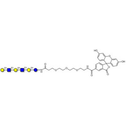 Para-Lacto-N-hexaose (Para-LNH) linked to fluorescein (Linker-FLUO B)