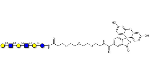 Para-Lacto-N-hexaose (Para-LNH) linked to fluorescein (Linker-FLUO B) - pLNH ; p-Lacto-N-hexaose
