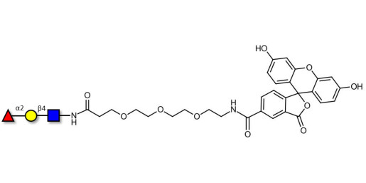 Blood group H antigen triose type 2 linked to fluorescein (Linker-FLUO B) - H-Trisaccharide ; Blood group H trisaccharide type II ; 