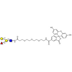 Blood group B antigen tetraose type 1 linked to fluorescein (Linker-FLUO B)